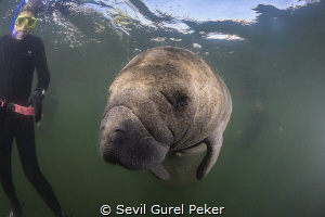 Manatee with divers.Crystal River by Sevil Gurel Peker 